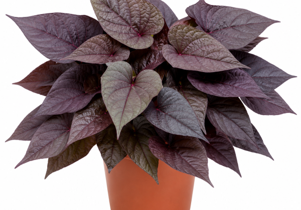 Ipomoea batatas Summer Dream Black Heart (12 cm)