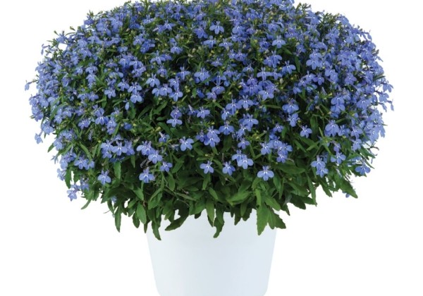 Lobelia erinus Glow Electric Blue