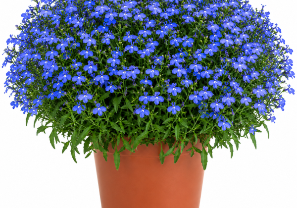 Lobelia erinus Glow Electric Blue