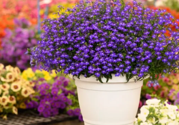 Lobelia erinus Glow Blue Volt