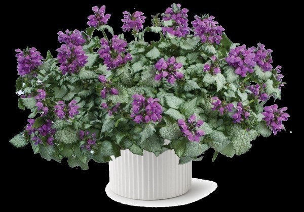 Lamium maculatum Lami Dark Purple