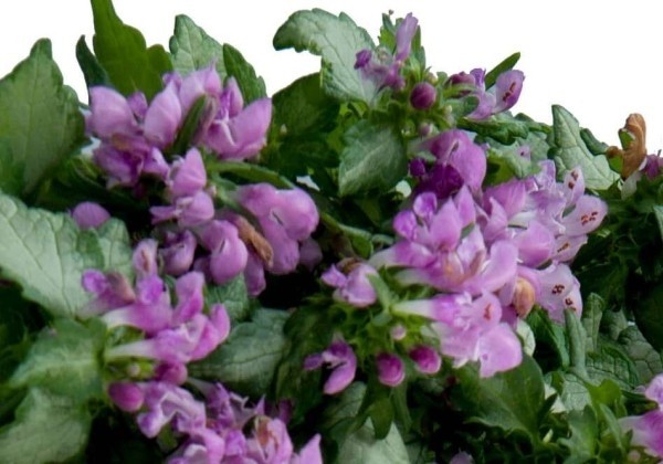 Lamium maculatum Lami Dark Purple