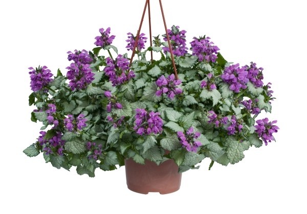 Lamium maculatum Lami Dark Purple