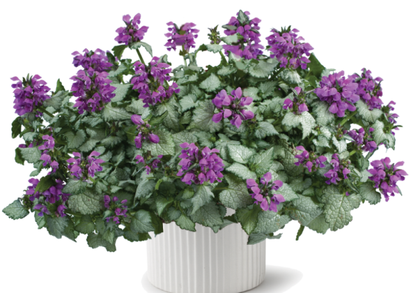 Lamium maculatum Lami Dark Purple