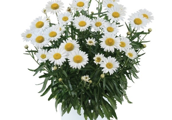 Leucanthemum superbum Lucille Chic