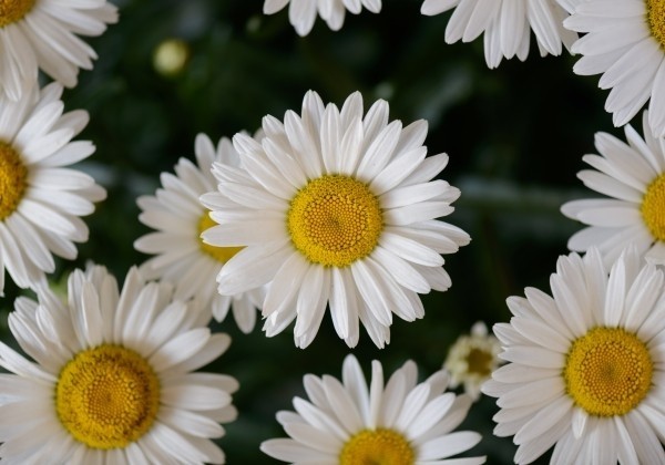 Leucanthemum superbum Lucille Chic