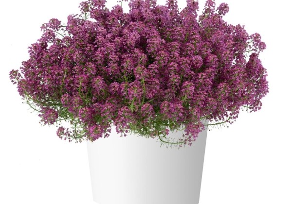 Lobularia maritima Stream Raspberry Imp.