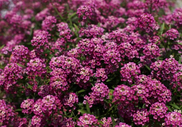 Lobularia maritima Stream Raspberry Imp.