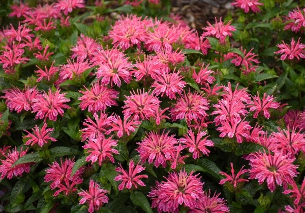 Monarda didyma Leading Lady Pink