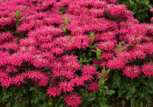 Monarda didyma Leading Lady Razzberry