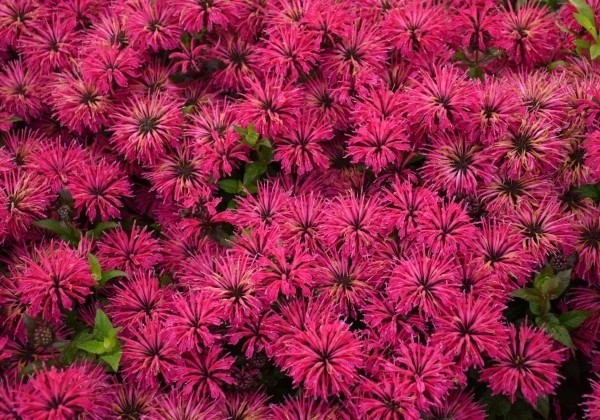 Monarda didyma Leading Lady Razzberry