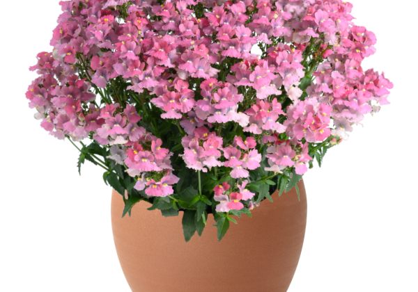 Nemesia Nesia Pink Crush
