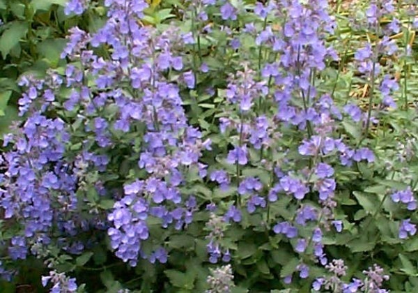 Nepeta faassenii Walker's Low