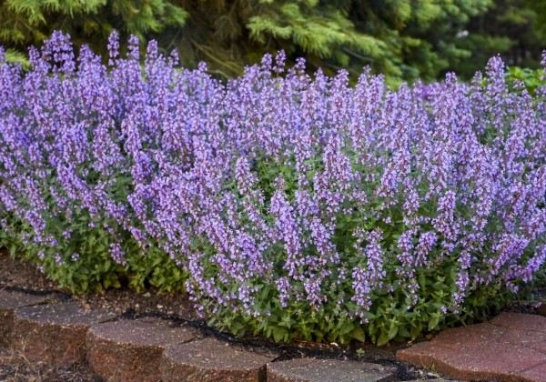 Nepeta faassenii Cat's Meow