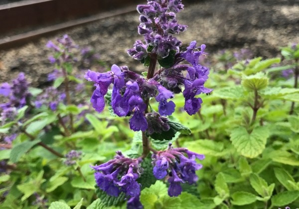 Nepeta faassenii Nova Blue