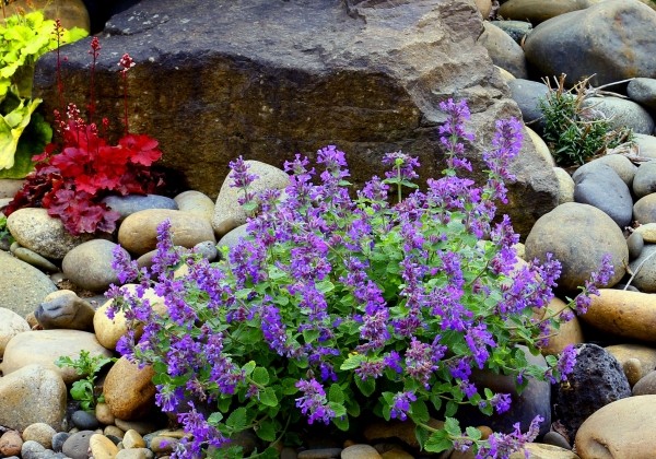 Nepeta faassenii Nova Blue