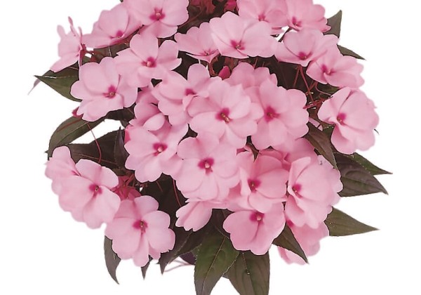 Impatiens Neu-Guinea Paradise Totoya