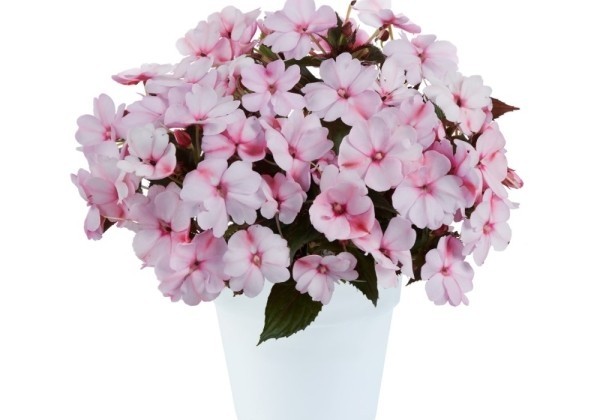 Impatiens Neu-Guinea Sol Luna Blush