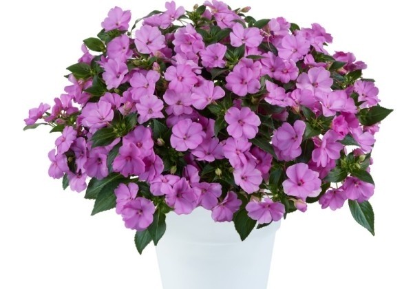 Impatiens Neu-Guinea Sol Luna Lilac