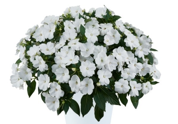 Impatiens Neu-Guinea Sol Luna White