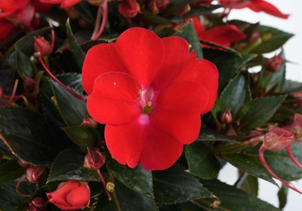 Impatiens Neu-Guinea Sol Luna Red