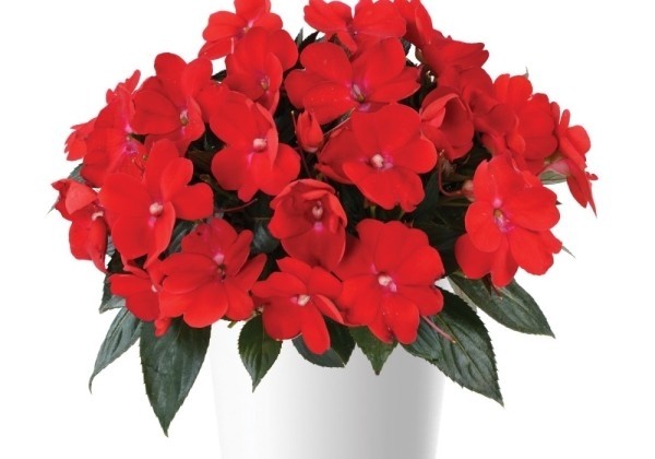 Impatiens Neu-Guinea Sol Luna Red