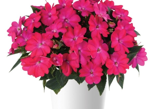 Impatiens Neu-Guinea Sol Luna Electronic Pink