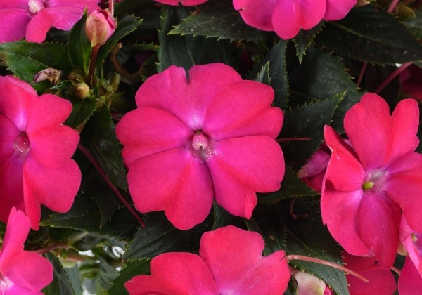 Impatiens Neu-Guinea Sol Luna Electronic Pink