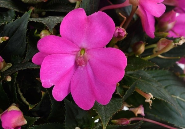 Impatiens Neu-Guinea Sol Luna Ultra Violet