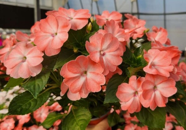 Impatiens Neu-Guinea Sol Luna Prime Light Salmon