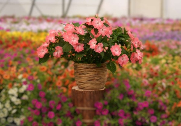Impatiens Neu-Guinea Sol Luna Prime Light Salmon