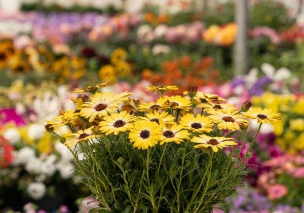 Osteospermum ecklonis Besties Positive Yellow
