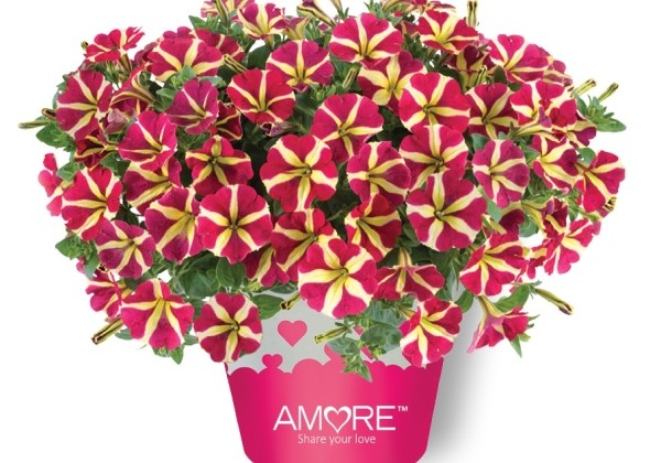 Petunia atkinsiana Amore Queen of Hearts (12 cm)
