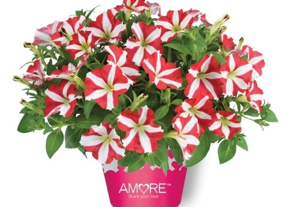 Petunia atkinsiana Amore King of Hearts (Cherry) (12 cm)
