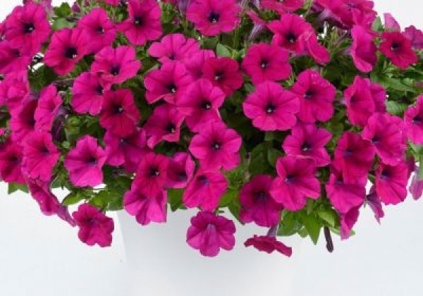Petunia atkinsiana Capella Burgundy  (12cm)