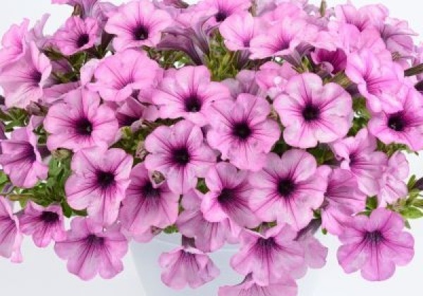 Petunia atkinsiana Capella Pink Lace  (12cm)