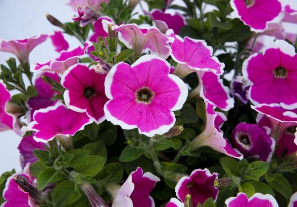 Petunia atkinsiana Capella Rim Fuchsia