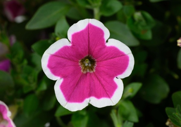 Petunia atkinsiana Capella Rim Fuchsia