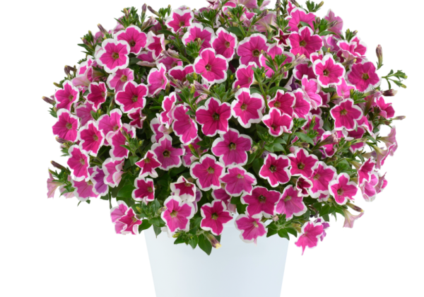 Petunia atkinsiana Capella Rim Fuchsia