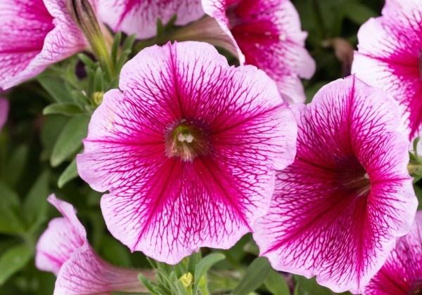 Petunia atkinsiana Capella Fuchsia Lace