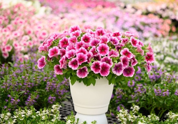 Petunia atkinsiana Capella Fuchsia Lace