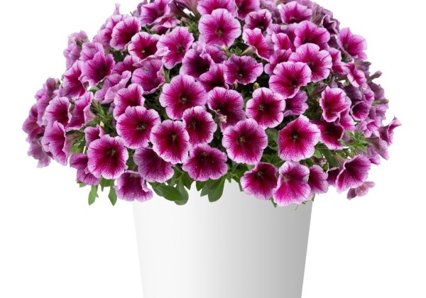 Petunia atkinsiana Capella Fuchsia Lace