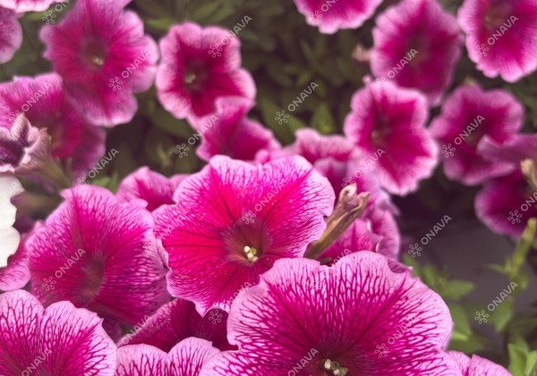 Petunia atkinsiana Capella Fuchsia Lace