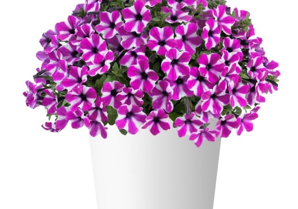 Petunia atkinsiana Capella Magenta Diamond