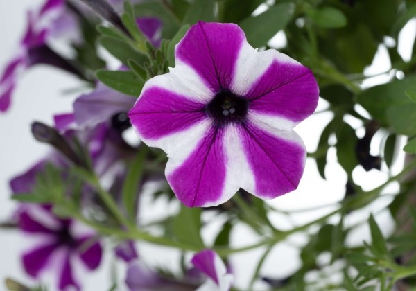 Petunia atkinsiana Capella Magenta Diamond