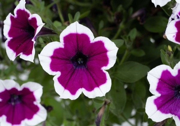 Petunia atkinsiana Capella Rim Raspberry