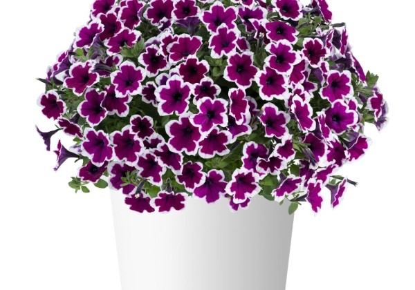 Petunia atkinsiana Capella Rim Raspberry