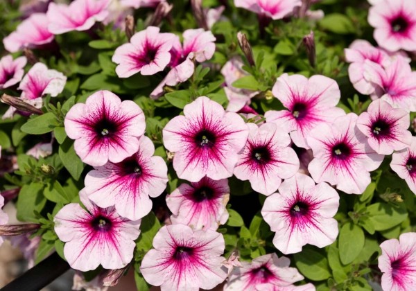 Petunia atkinsiana Capella Berry Lace