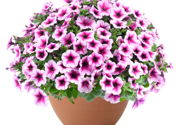 Petunia atkinsiana Capella Berry Lace