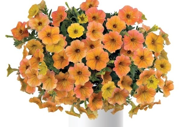 Petunia atkinsiana Cascadias Indian Summer (12 cm)